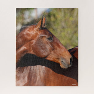 Bob Langrish Baai Andalucian Headshot Legpuzzel