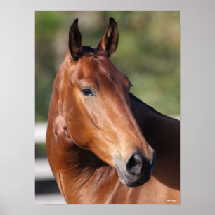 Bob Langrish Baai Andalucian Headshot Poster