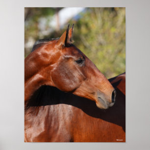 Bob Langrish Baai Andalucian Headshot Poster
