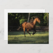 Bob Langrish | Baai van Andalucian Briefkaart (Voorkant / Achterkant)