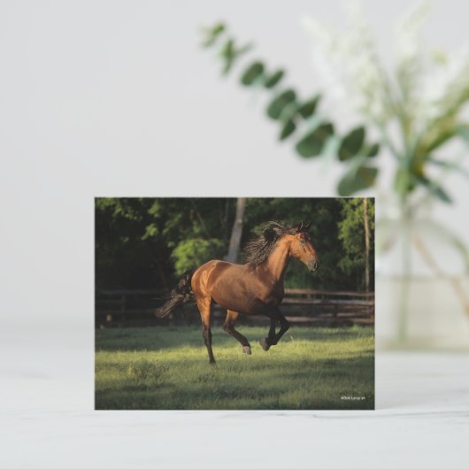 Bob Langrish | Baai van Andalucian Briefkaart (Staand voorkant)