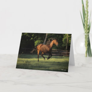 Bob Langrish   Baai van Andalucian Kaart