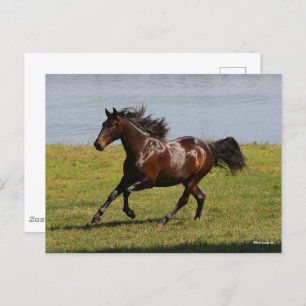 Bob Langrish   Baai van Lusitano Mare nabij het me Briefkaart