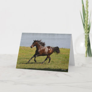 Bob Langrish   Baai van Lusitano Mare nabij het me Kaart