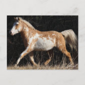Bob Langrish Bashkir Curly Horse Stallion Walking Briefkaart (Voorkant)