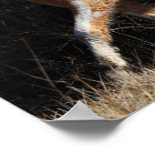 Bob Langrish Bashkir Curly Horse Stallion Walking Poster (Hoek)