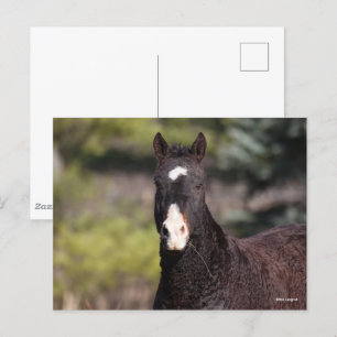 Bob Langrish Bashkir Curly Mare-headshot Briefkaart