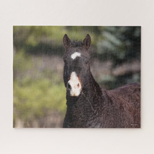 Bob Langrish | Bashkir Curly Mare-headshot Legpuzzel (Horizontaal)