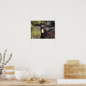 Bob Langrish | Bashkir Curly Mare-headshot Poster (Keuken)