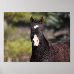 Bob Langrish   Bashkir Curly Mare-headshot Poster