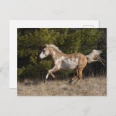 Bob Langrish | Bashkir Curly Stallion Running Briefkaart (Voorkant / Achterkant)