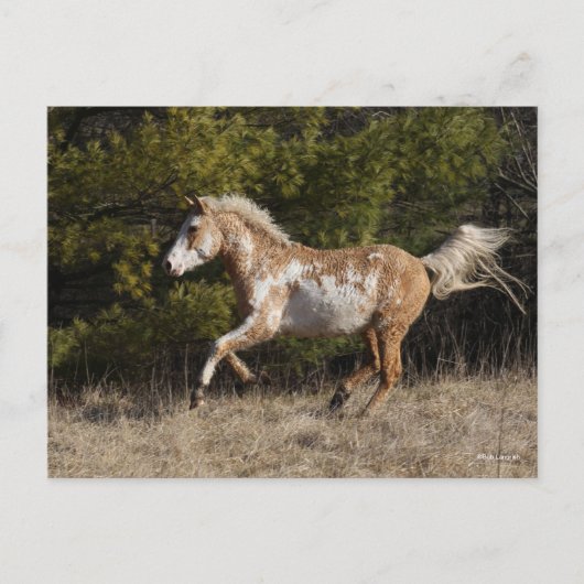 Bob Langrish | Bashkir Curly Stallion Running Briefkaart (Voorkant)
