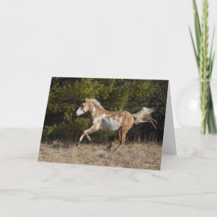 Bob Langrish   Bashkir Curly Stallion Running Kaart