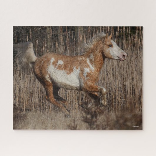 Bob Langrish | Bashkir Curly Stallion Running Legpuzzel (Horizontaal)