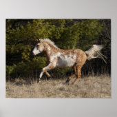 Bob Langrish | Bashkir Curly Stallion Running Poster (Voorkant)