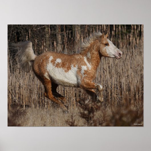 Bob Langrish | Bashkir Curly Stallion Running Poster (Voorkant)