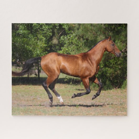 Bob Langrish | Bay Akhal Teke Stallion Running Legpuzzel (Horizontaal)