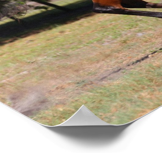 Bob Langrish | Bay Akhal Teke Stallion Running Poster (Hoek)