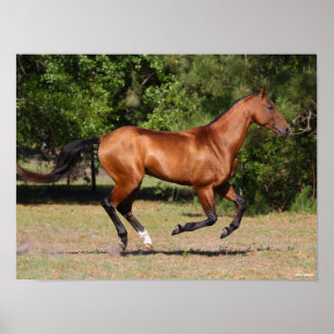 Bob Langrish Bay Akhal Teke Stallion Running Poster
