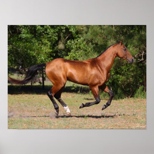 Bob Langrish | Bay Akhal Teke Stallion Running Poster (Voorkant)