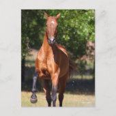 Bob Langrish | Bay Akhal Teke Standing Briefkaart (Voorkant)