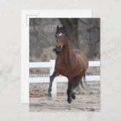 Bob Langrish | Bay Andalucian Stallion Running Briefkaart (Voorkant / Achterkant)