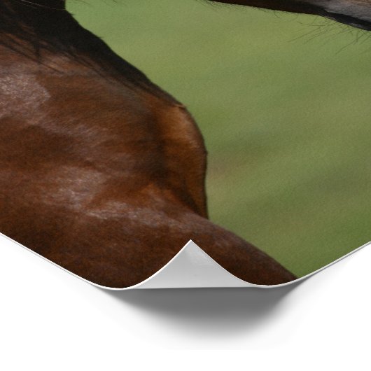 Bob Langrish | Bijeenkomst baai- en grijze masten Poster (Hoek)