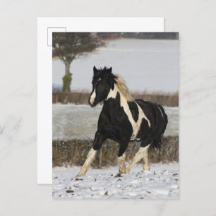 Bob Langrish Black and White Welsh Cob in the Snow Briefkaart