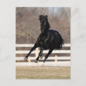 Bob Langrish | Black Andalucian Horse Running Briefkaart (Voorkant)