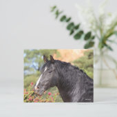 Bob Langrish | Black Andalucian Stallion headshot Briefkaart (Staand voorkant)