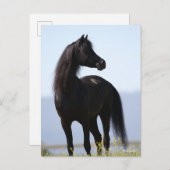 Bob Langrish | Black Arab Stallion Standing Briefkaart (Voorkant / Achterkant)