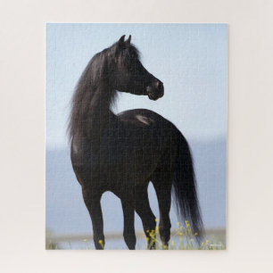 Bob Langrish Black Arab Stallion Standing Legpuzzel