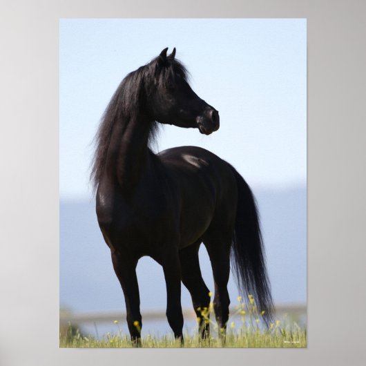 Bob Langrish | Black Arab Stallion Standing Poster (Voorkant)