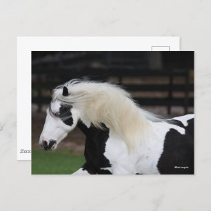 Bob Langrish Black en White Gypsy Vanner Headshot Briefkaart