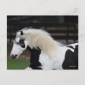 Bob Langrish Black en White Gypsy Vanner Headshot Briefkaart (Voorkant)