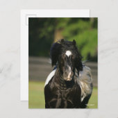 Bob Langrish Black en White Gypsy Vanner Headshot Briefkaart (Voorkant / Achterkant)