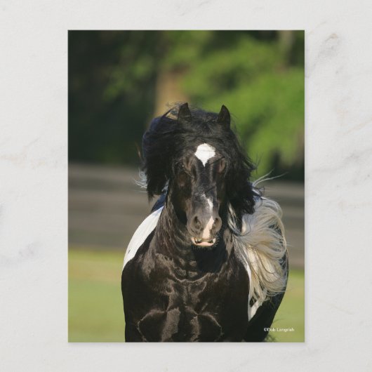 Bob Langrish Black en White Gypsy Vanner Headshot Briefkaart (Voorkant)