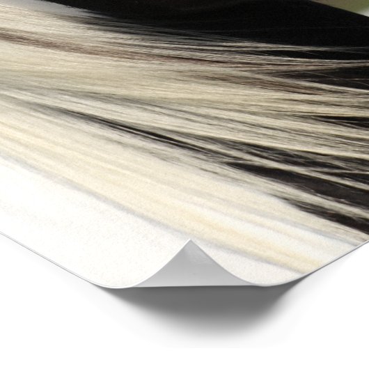 Bob Langrish Black en White Gypsy Vanner headshot Poster (Hoek)