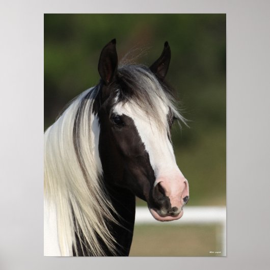 Bob Langrish Black en White Gypsy Vanner headshot Poster (Voorkant)