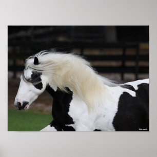 Bob Langrish Black en White Gypsy Vanner Headshot Poster