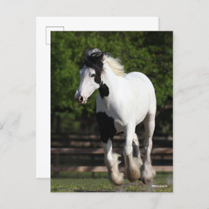 Bob Langrish Black en White Gypsy Vanner Running Briefkaart