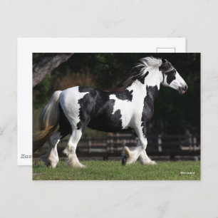Bob Langrish Black en White Gypsy Vanner Walking Briefkaart