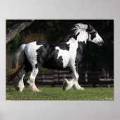 Bob Langrish Black en White Gypsy Vanner Walking Poster (Voorkant)