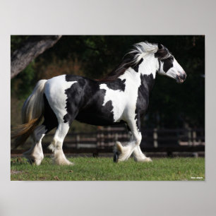 Bob Langrish Black en White Gypsy Vanner Walking Poster