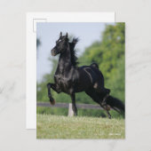 Bob Langrish | Black Morgan Horse Trotting Briefkaart (Voorkant / Achterkant)
