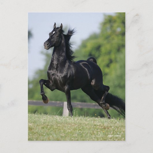 Bob Langrish | Black Morgan Horse Trotting Briefkaart (Voorkant)