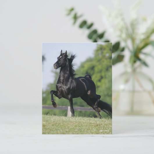 Bob Langrish | Black Morgan Horse Trotting Briefkaart (Staand voorkant)