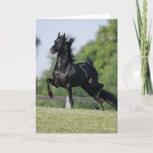 Bob Langrish | Black Morgan Horse Trotting Kaart (Voorkant)