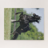 Bob Langrish | Black Morgan Horse Trotting Legpuzzel (Horizontaal)