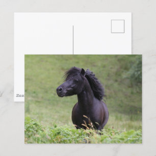 Bob Langrish Black Shetland Pony Stallion Headshot Briefkaart